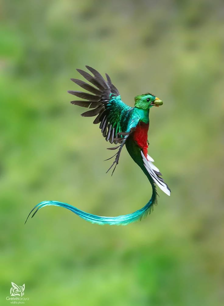 Photo from Akshita Jain's post: The Resplendent Quetzal is one of those birds that feels almost unreal when you first see it.…